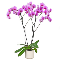 falenopsis boston