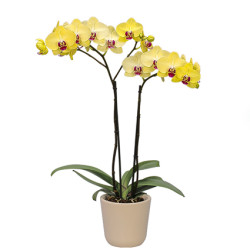 falenopsis fensi fresko