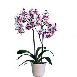 falenopsis polka dot