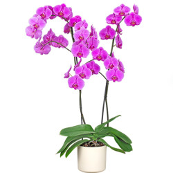 falenopsis sort atlantis