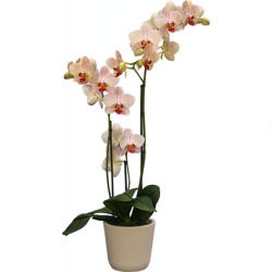 falenopsis sort avila