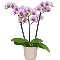 falenopsis sort elegans spotti