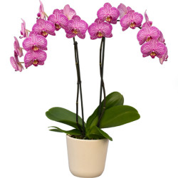 falenopsis sort kheppi mino