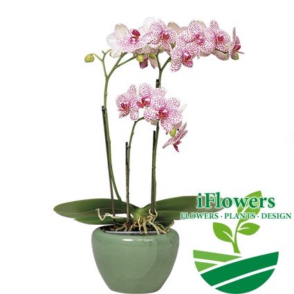 falenopsis littl spotti