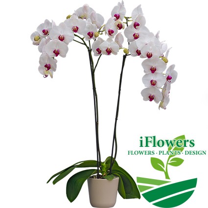 falenopsis sort red lip3