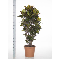 Codiaeum Bg Petra