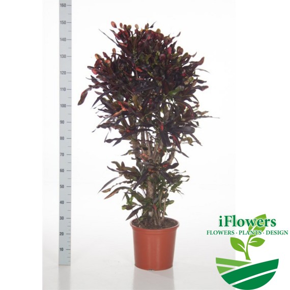 Codiaeum Li