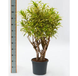 Dracaena Song of India 2