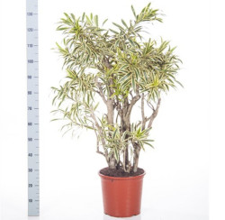 Dracaena Song of India 3