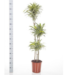 Dracaena Surprise 90 60 30