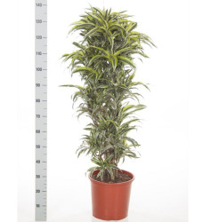 Dracaena Surprise branched 2