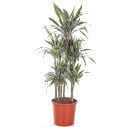 Dracaena Warneckei