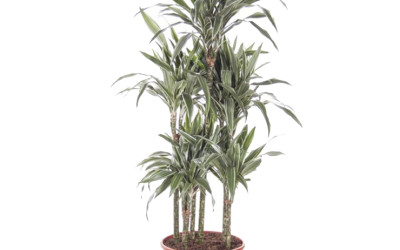 Dracaena Warneckei