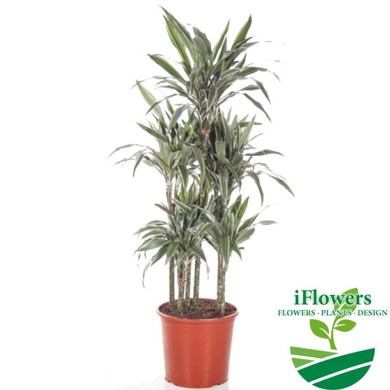 Dracaena Warneckei