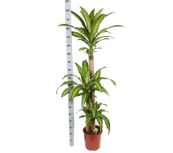 DracaenaMassangeana1206030