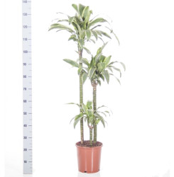 DracaenaSantaRosa906030