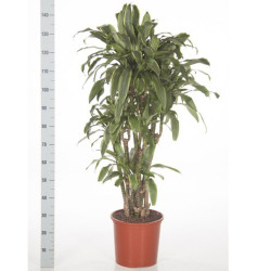 DracaenaSantaRosabranched