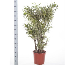Dracaenareflexa