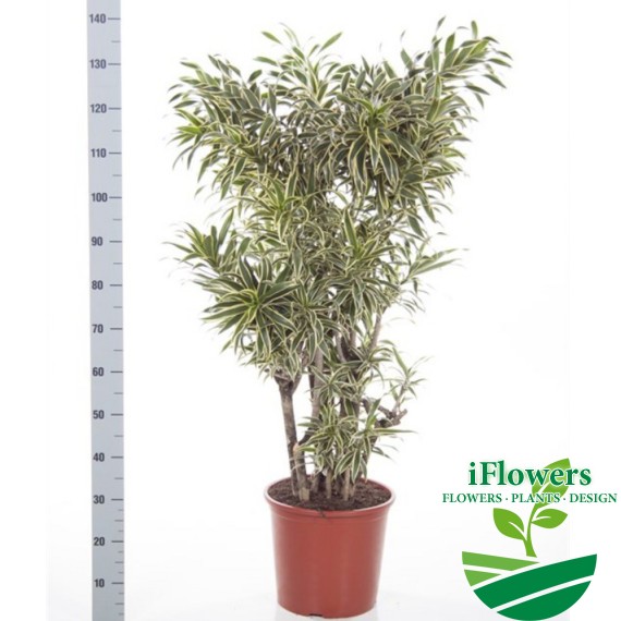 Dracaenareflexa