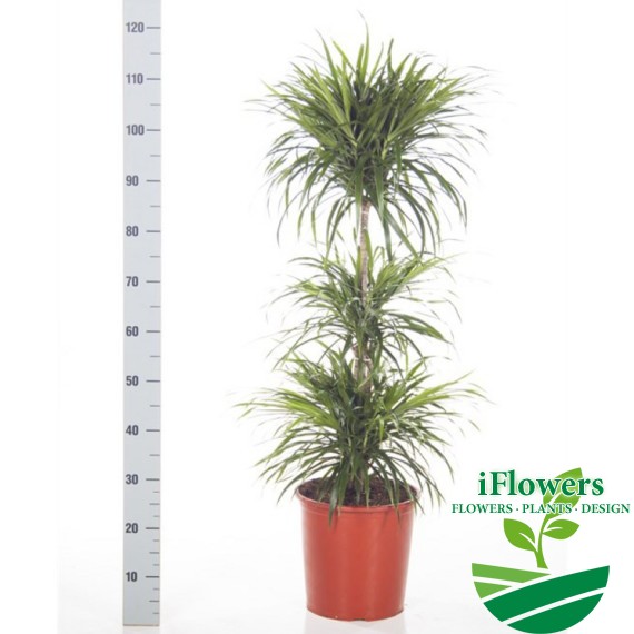 DracaenareflexaAnitaCarrousel