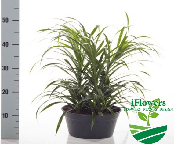 DracaenareflexaAnitaScale