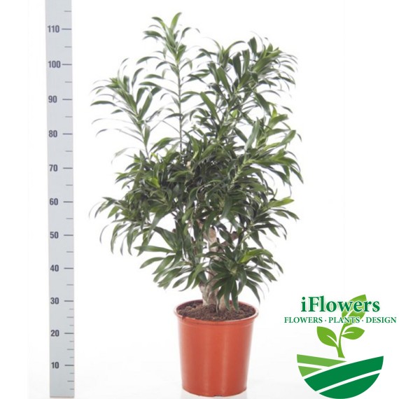 Dracaenareflexabranched