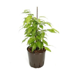 Ficus Goldie