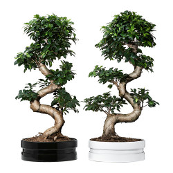 ficus-microcarpa-ginseng-komntn-rast-v-gorske-raznye-cveta__0213704_PE369264_S4
