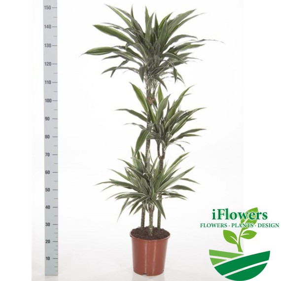 Dracaena Warneckei 3