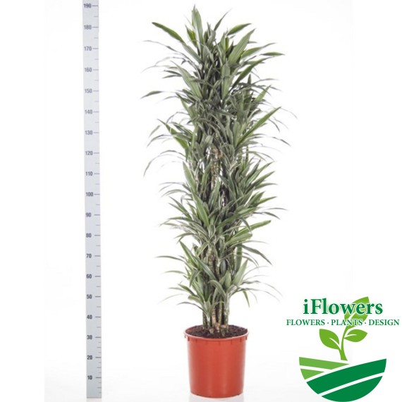 Dracaena Warneckii branched