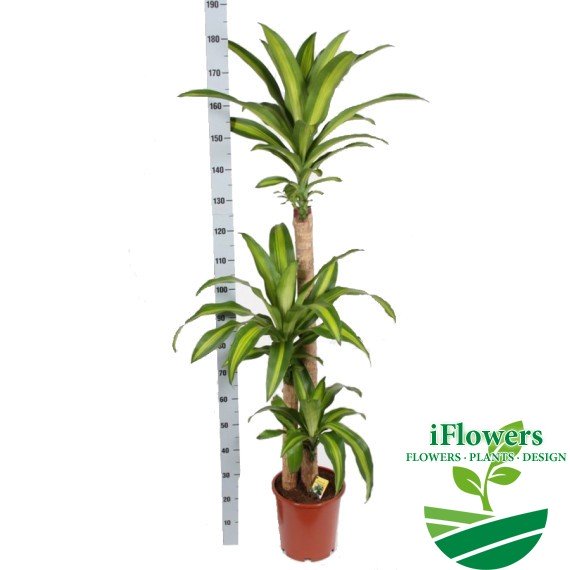 DracaenaMassangeana1206030