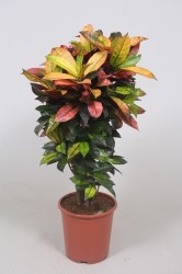 Codiaeum variegatum 'Mrs Iceton'