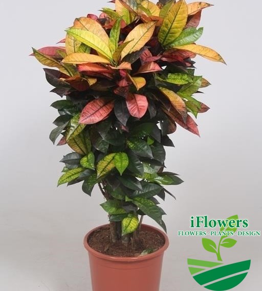 Codiaeum variegatum 'Mrs Iceton'