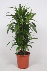 DRACAENA JANET CRAIG120