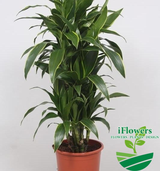 DRACAENA JANET CRAIG120
