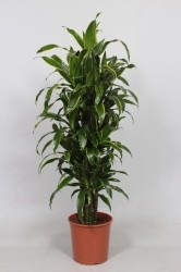 DRACAENA JANET CRAIG150