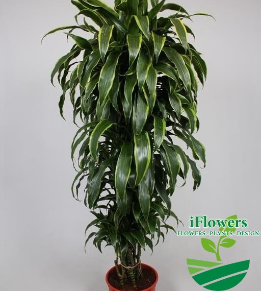 DRACAENA JANET CRAIG190