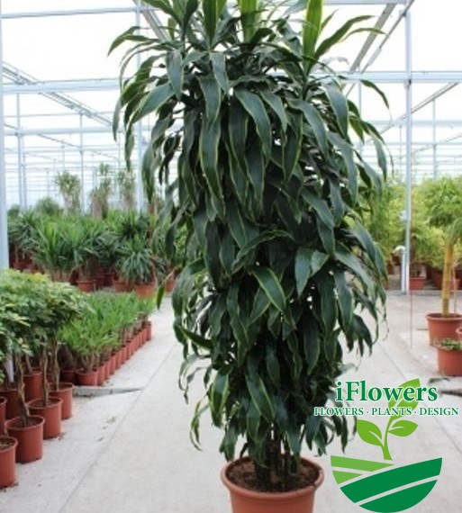 DRACAENA JANET CRAIG250