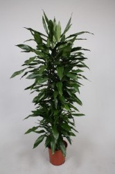 DRACAENA JANET LIND190