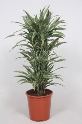 DRACAENA WARNECKEI110