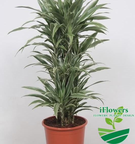 DRACAENA WARNECKEI110