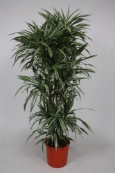 DRACAENA WARNECKEI170