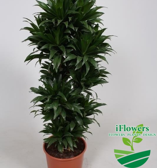 Dracaena fragrans Compacta 130