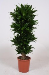 Dracaena fragrans Compacta 80