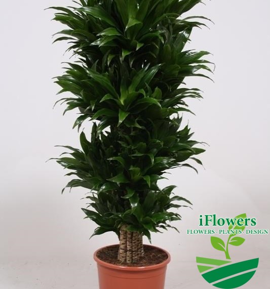 Dracaena fragrans Compacta 80