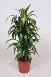 Dracaena fragrans ''Hawaiian Sunshine''