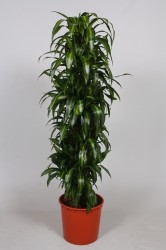 Dracaena fragrans ''Hawaiian Sunshine''200