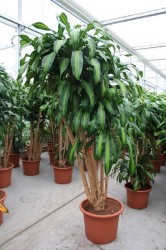 Dracaena fragrans 'Massangeana'