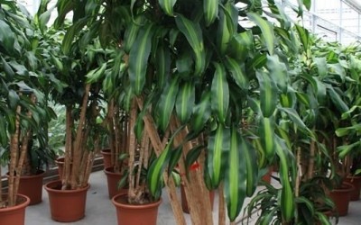 Dracaena fragrans 'Massangeana'