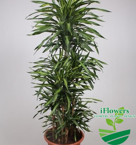 Dracaena fragrans Riki190